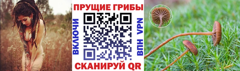 Псилоцибиновые грибы прущие грибы  Купить  Костерёво 